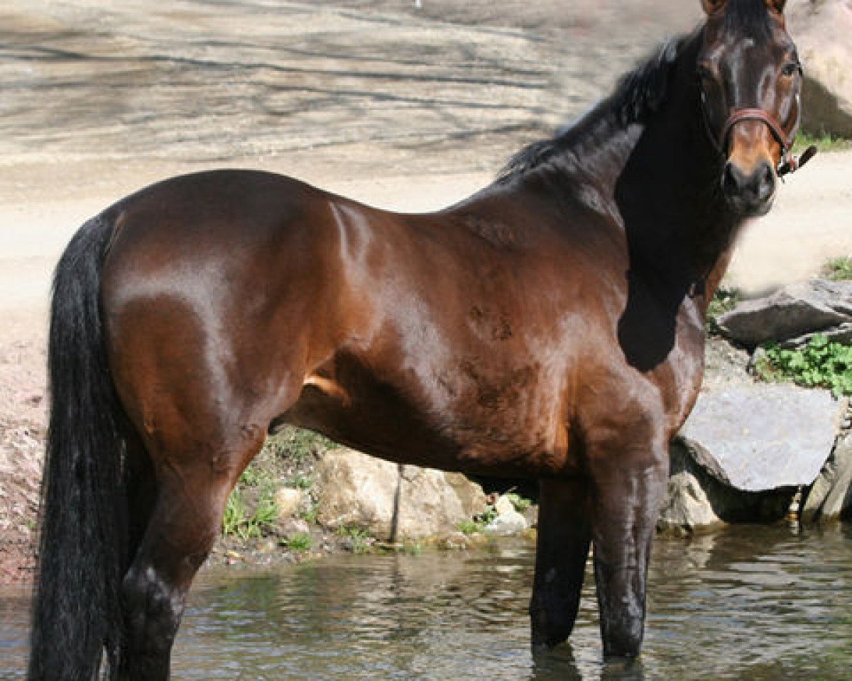 stallion Graf Lehnsherr (Hanoverian, 1994, from Graf Lehndorff)