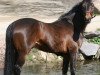 stallion Graf Lehnsherr (Hanoverian, 1994, from Graf Lehndorff)