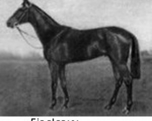 stallion Finglas xx (Thoroughbred, 1923, from Bruleur xx)