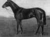 stallion Finglas xx (Thoroughbred, 1923, from Bruleur xx)
