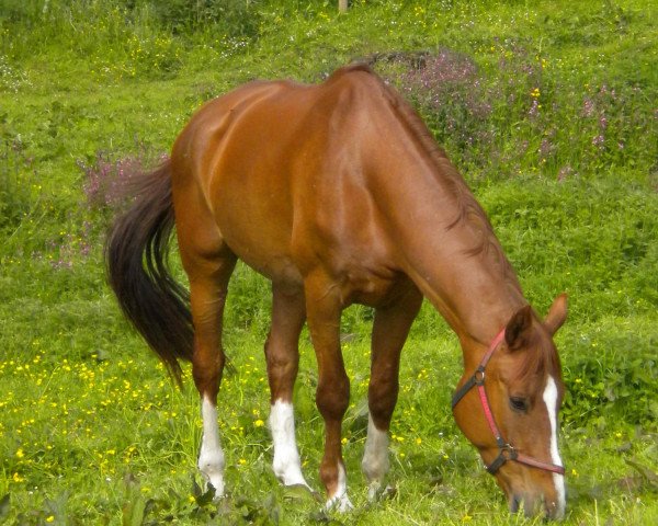 horse Alice (Württemberger, 1993, from Aladin)