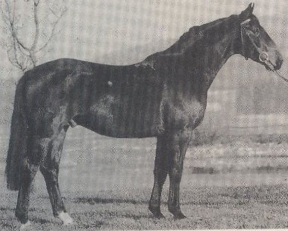 Deckhengst Windgraf (Hannoveraner, 1985, von Wanderer)