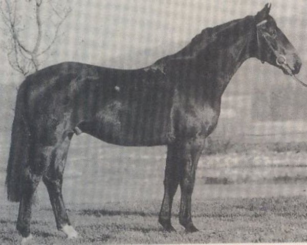 stallion Windgraf (Hanoverian, 1985, from Wanderer)