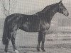 stallion Windgraf (Hanoverian, 1985, from Wanderer)