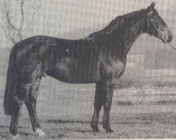 Deckhengst Windgraf (Hannoveraner, 1985, von Wanderer)