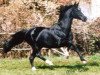 stallion Matchos As (Hanoverian, 1990, from Matcho AA)