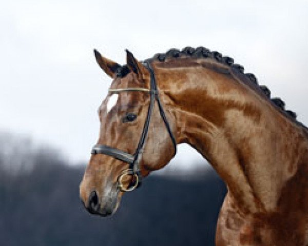 stallion Pricolino (Trakehner, 2002, from Schwadroneur)
