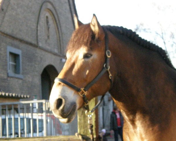 horse Hermann Herzensbrecher (Rheinisch-Westfälisches Draughthorse, 2003, from Herold)