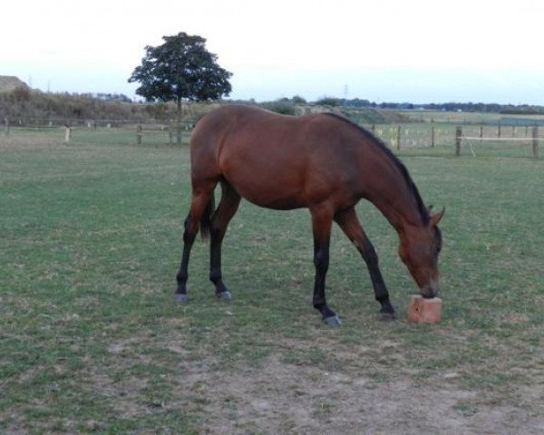 Zuchtstute Donna Dora (Rheinländer, 2011, von Dressage Royal)