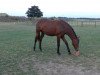 Zuchtstute Donna Dora (Rheinländer, 2011, von Dressage Royal)