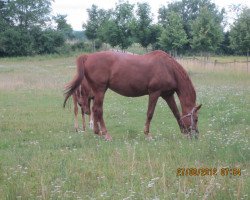 horse Hayka (Württemberger, 1994, from Hyalit)