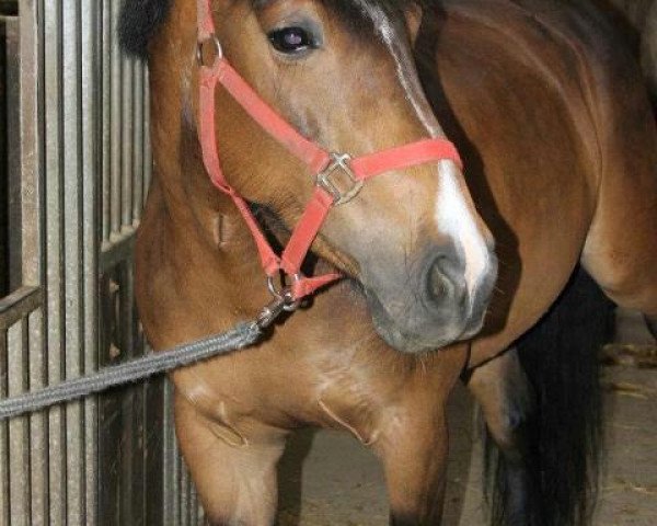 Pferd Alana van de Prins-Karelpolder (Tinker / Irish Cob / Gypsy Vanner, 2004)