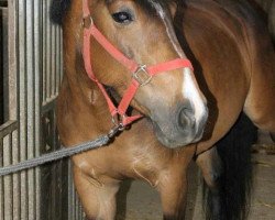 Pferd Alana van de Prins-Karelpolder (Tinker / Irish Cob / Gypsy Vanner, 2004)