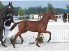 broodmare Aleah (Württemberger, 2009, from Acordelli)