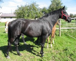 broodmare Rumba (Württemberger, 2003, from Rubicell)