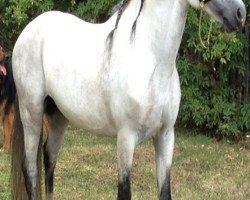 Deckhengst Drei Eichen Aaron (Welsh Mountain Pony (Sek.A), 2001, von Renkant's Brijan)