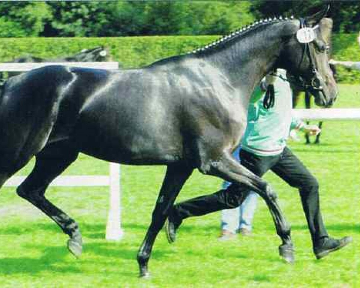 Zuchtstute Dakota (Westfale, 1997, von Davignon I)