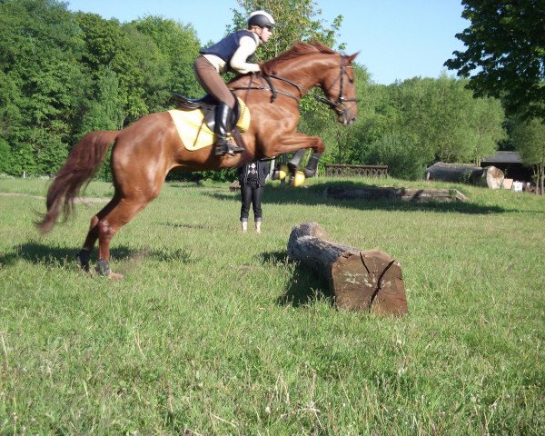 horse Fiepes Pearl (Rhinelander, 2007, from Feiner Ludwig)