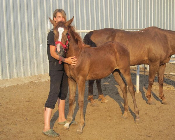 horse Hanania (Quarter Horse,  , from Baris Abi)