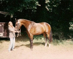 Zuchtstute Steinglanz (Oldenburger, 1992, von Larinero)