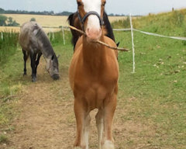 horse Mr. Buonarroti (Hanoverian, 2011, from Matchos As)