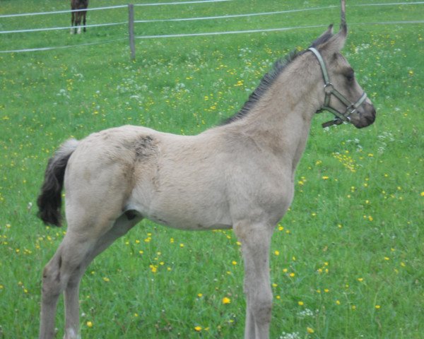 stallion Da Vinci MS (German Riding Pony, 2012, from Don Dolino)