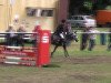 jumper Welcome Sauteur (German Riding Pony, 2003, from Welcome Sharan II)