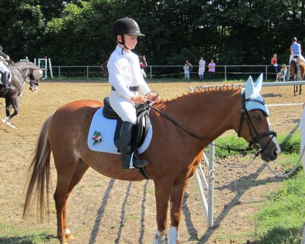 dressage horse Azmira Morning (Nederlands Welsh Ridepony, 1981)