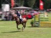 jumper Chesterfield 31 (German Sport Horse, 2005, from Convoi)