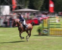 jumper Chesterfield 31 (German Sport Horse, 2005, from Convoi)