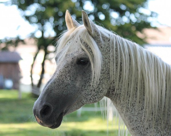 stallion Zupan ox (Arabian thoroughbred, 1994, from Ibn Jamil EAO)