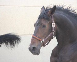 broodmare Fey's Pandora (Westphalian, 2006, from Pik Donnerhall)