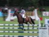 jumper Rookie 7 (Trakehner, 1997, from Komponist)