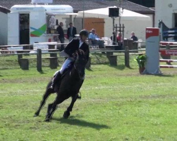 Springpferd Wincenz vom Neumühler Hof (Hannoveraner, 2004, von Wolkenzauber)