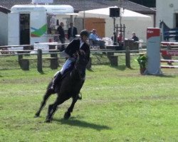 Springpferd Wincenz vom Neumühler Hof (Hannoveraner, 2004, von Wolkenzauber)
