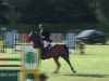 jumper Chello's Boy (Oldenburg show jumper, 2004, from Chello II)