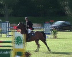 jumper Chello's Boy (Oldenburg show jumper, 2004, from Chello II)