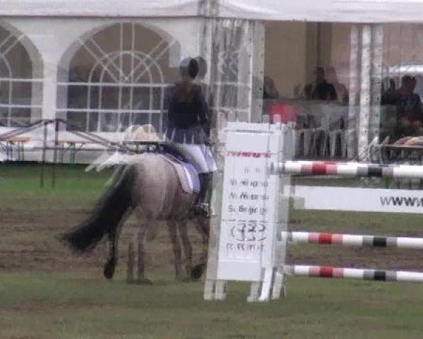 horse Avalon's Nightinggale (German Riding Pony, 2003, from Patty's Silverdun Velvet)