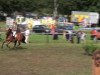 dressage horse Dobby L (Hanoverian, 2005, from Don Bosco)