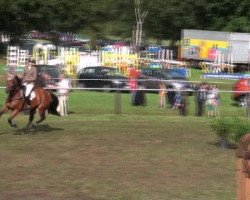 dressage horse Dobby L (Hanoverian, 2005, from Don Bosco)