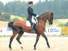 dressage horse Anatol 66 (Hanoverian, 1997, from A Jungle Prince)