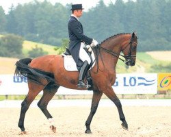 dressage horse Anatol 66 (Hanoverian, 1997, from A Jungle Prince)