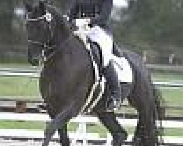 dressage horse Dolcetto R.S. (Hanoverian, 2001, from Dream of Glory)