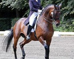 dressage horse World Idol (Oldenburg, 2001, from Welt Hit II)