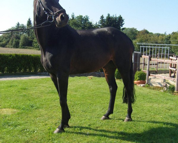 jumper Lütje Windy (Hanoverian, 2006, from Landor S)