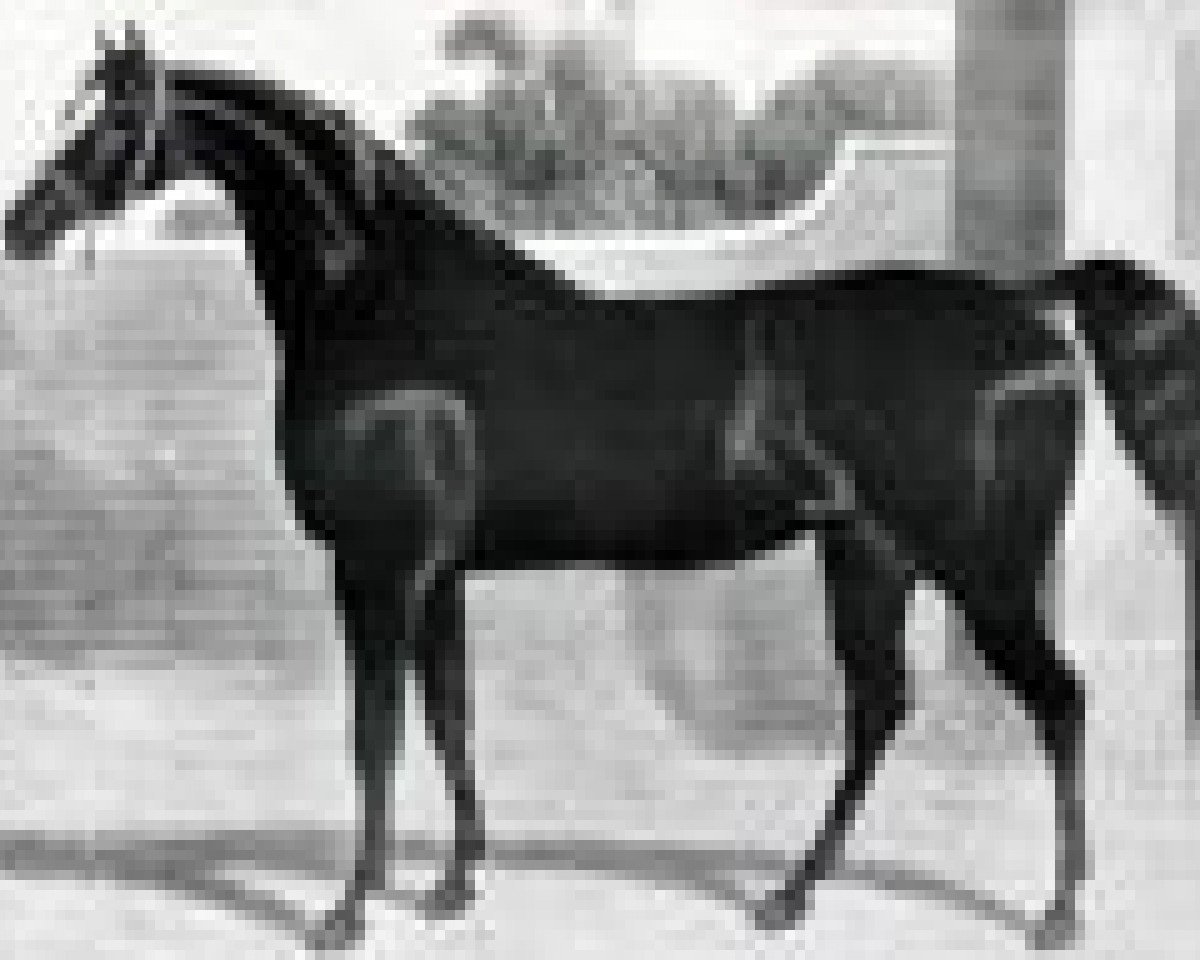 stallion Humphrey Clinker xx (Thoroughbred, 1822, from Comus xx)