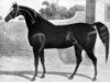 stallion Humphrey Clinker xx (Thoroughbred, 1822, from Comus xx)