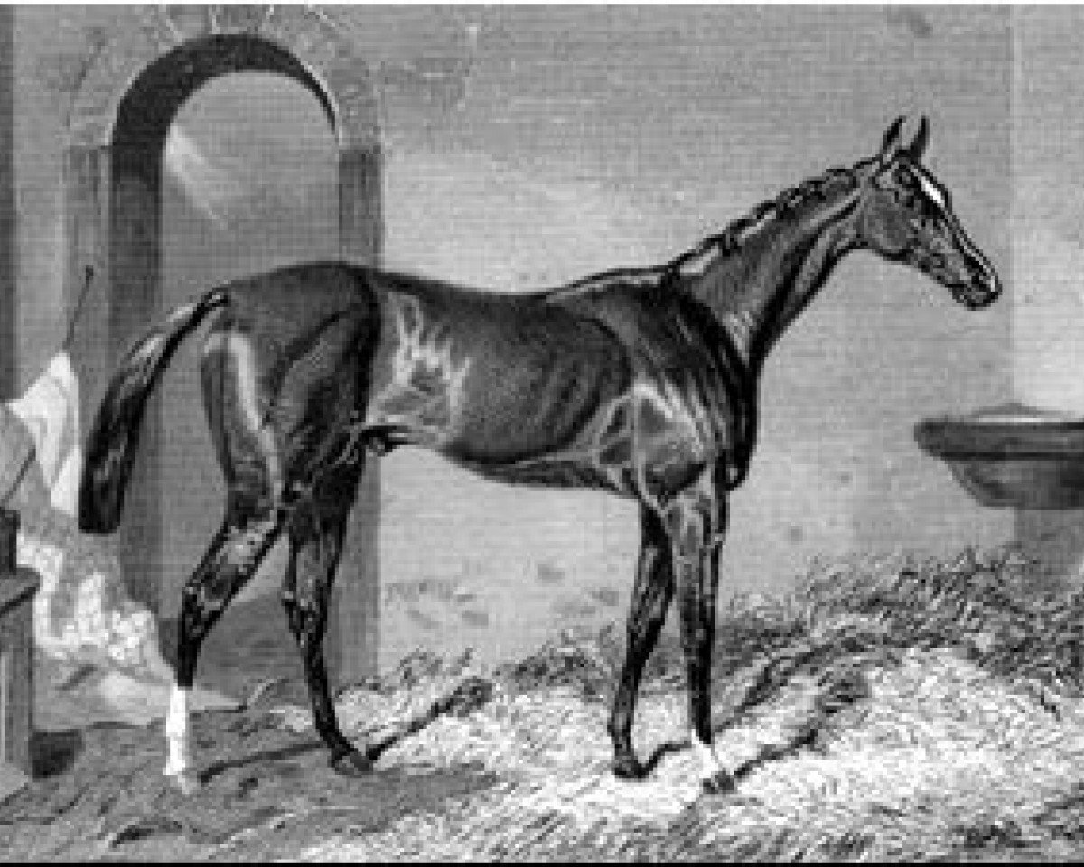 stallion Teddington xx (Thoroughbred, 1848, from Orlando xx)