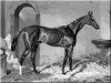 stallion Teddington xx (Thoroughbred, 1848, from Orlando xx)