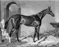 stallion Teddington xx (Thoroughbred, 1848, from Orlando xx)